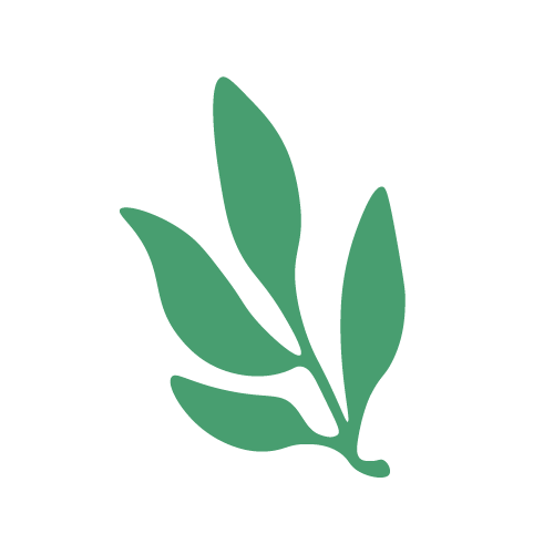 Plante verte